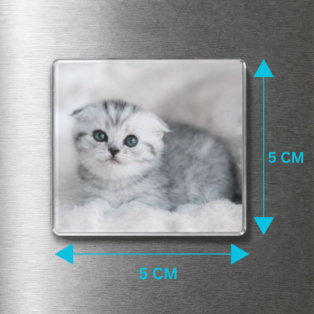 Fridge magnet with a kitten picture and dimensions on a metallic surface