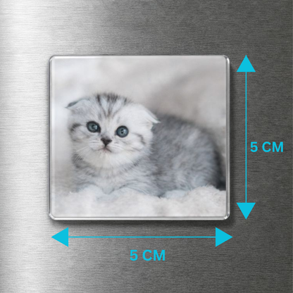 Fridge magnet with a kitten picture and dimensions on a metallic surface